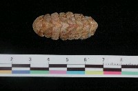 藏品(錦石鱉)的圖片